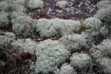 Cladonia subtenuis image