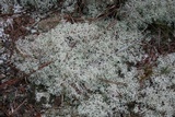 Cladonia subtenuis image