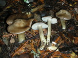 Entoloma rhodopolium image