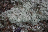 Cladonia subtenuis image