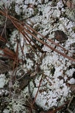 Dibaeis baeomyces image