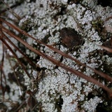 Dibaeis baeomyces image