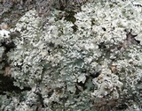 Flavopunctelia soredica image