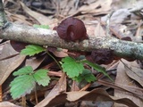 Auricularia fuscosuccinea image