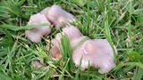 Lepista sordida image
