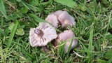 Lepista sordida image