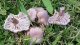 Lepista sordida image