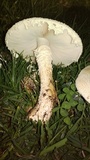 Amanita foetidissima image