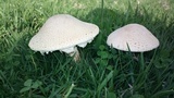 Amanita foetidissima image