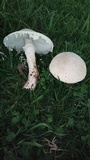 Amanita foetidissima image