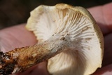 Neolentinus lepideus image