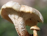 Neolentinus lepideus image