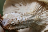 Neolentinus lepideus image