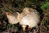 Neolentinus lepideus image