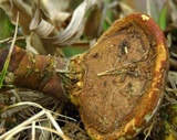 Ganoderma curtisii image