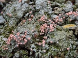 Dibaeis baeomyces image