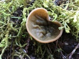 Gyromitra olympiana image