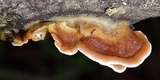 Rigidoporus microporus image