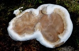 Rigidoporus microporus image