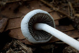 Panaeolus antillarum image