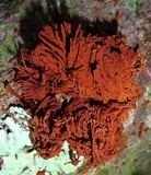 Inonotus rickii image