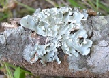 Parmotrema endosulphureum image