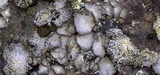 Lasallia papulosa image