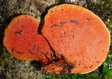 Earliella scabrosa image