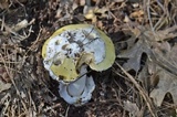 Amanita vernicoccora image