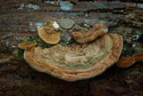 Funalia polyzona image