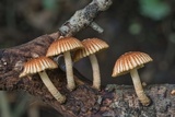 Heliocybe sulcata image