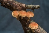 Heliocybe sulcata image
