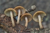 Heliocybe sulcata image
