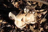 Tricholoma dryophilum image