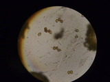Russula mariae image