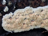 Trametopsis cervina image