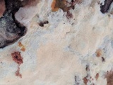 Trametopsis cervina image