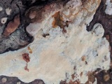 Trametopsis cervina image