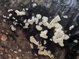 Trametopsis cervina image