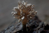Xylaria cubensis image