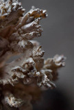 Xylaria cubensis image