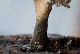Xylaria cubensis image