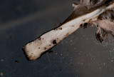 Xylaria cubensis image
