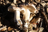 Tricholoma dryophilum image