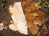 Albatrellus cristatus image