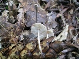 Baeospora myosura image