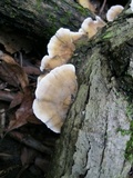 Bjerkandera adusta image