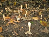 Clavariadelphus americanus image