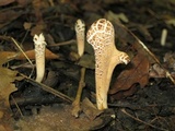 Clavariadelphus americanus image