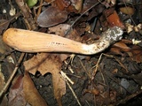 Clavariadelphus americanus image
